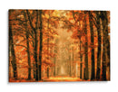 Sendero del bosque dorado de otoño - Lars van de | Cuadro decorativo de Canvas Lab