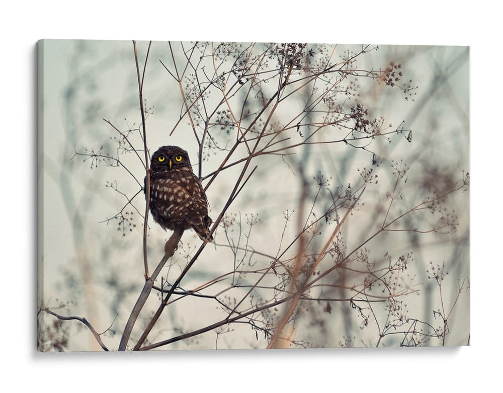 Pequeño búho vigilante - Emilian Avramescu | Cuadro decorativo de Canvas Lab