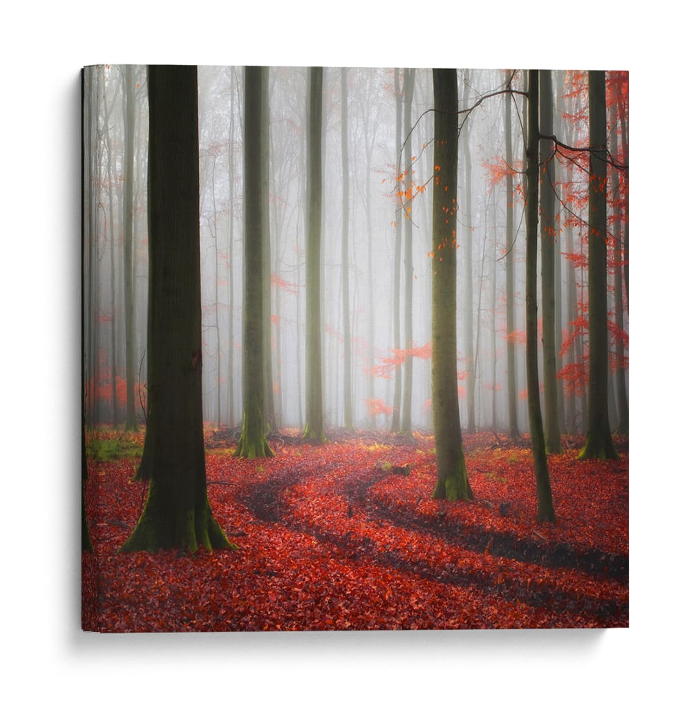 Sendero brumoso del bosque otoñal - Carsten Meyerdierks | Cuadro decorativo de Canvas Lab