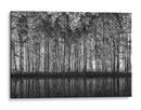 Reflejos del bosque en blanco y negro - Roswitha Schleicher-Schwarz | Cuadro decorativo de Canvas Lab