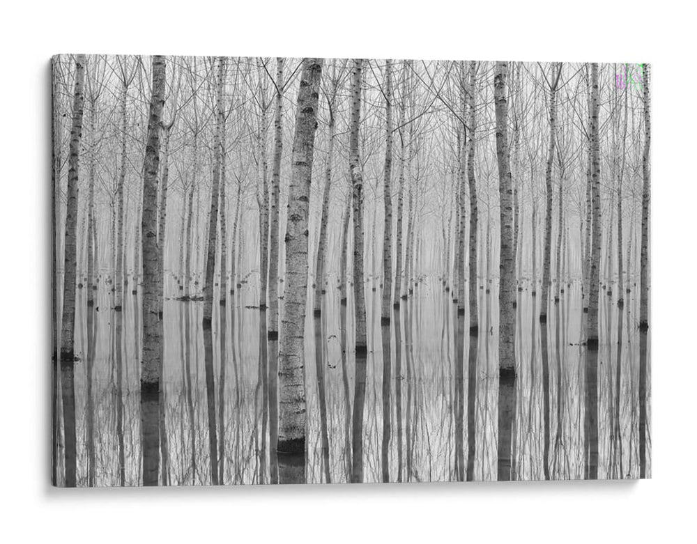 Reflejos en el bosque brumoso - Aglioni Simone | Cuadro decorativo de Canvas Lab