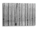 Reflejos en el bosque brumoso - Aglioni Simone | Cuadro decorativo de Canvas Lab