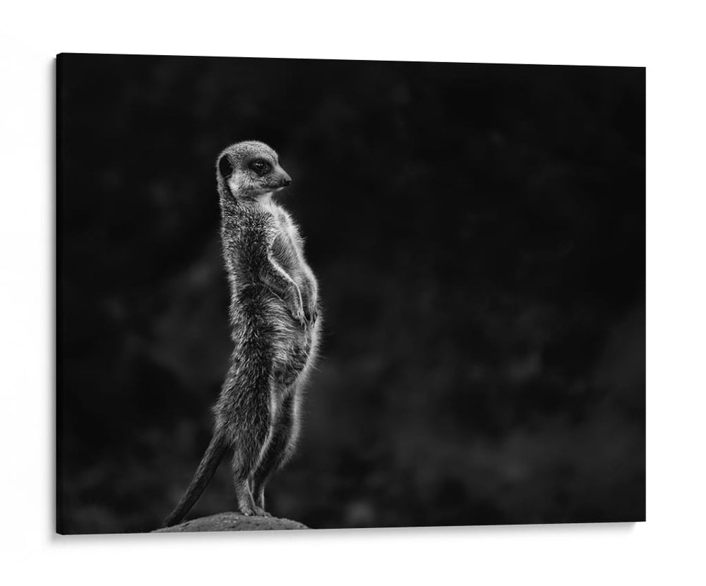 Suricata vigilante de pie - Greetje van Son | Cuadro decorativo de Canvas Lab