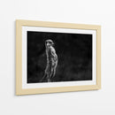 Suricata vigilante de pie - Greetje van Son | Cuadro decorativo de Canvas Lab