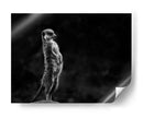 Suricata vigilante de pie - Greetje van Son | Cuadro decorativo de Canvas Lab