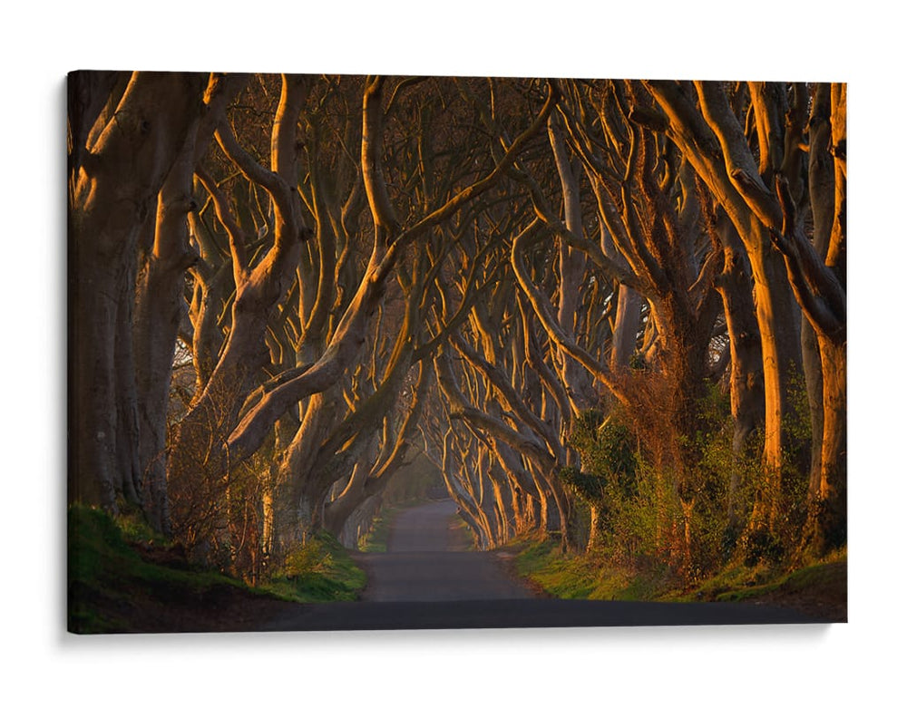 Túnel del Árbol Dorado - Piotr Galus | Cuadro decorativo de Canvas Lab