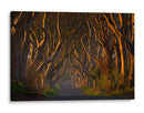 Túnel del Árbol Dorado - Piotr Galus | Cuadro decorativo de Canvas Lab