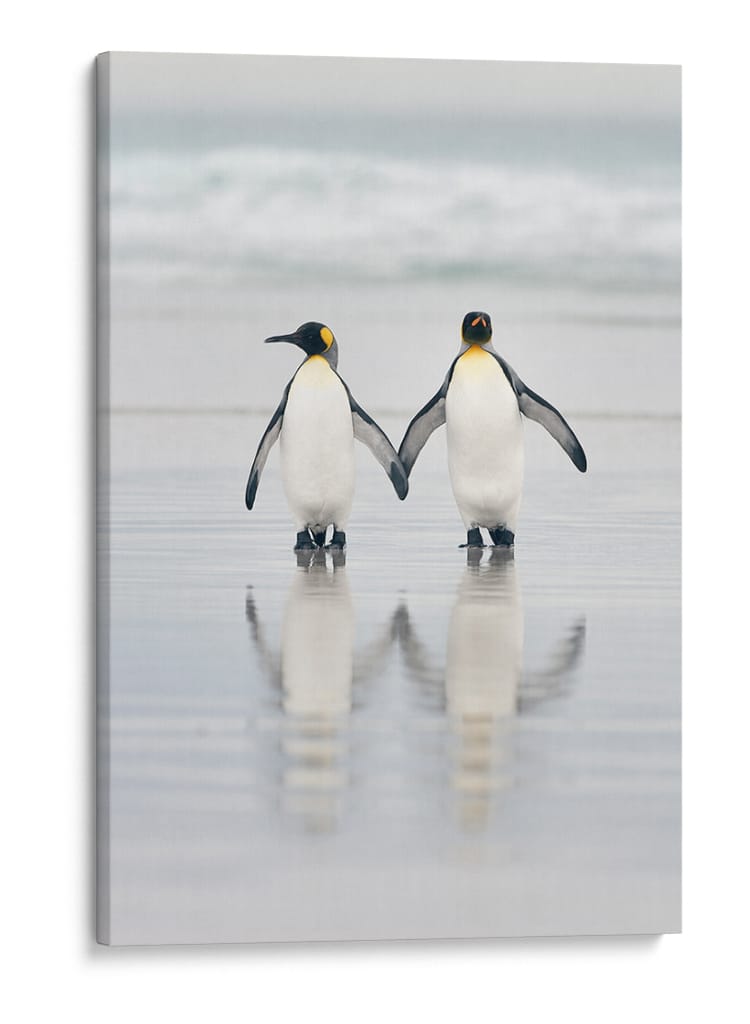 Una pareja de pingüinos enamorados - Joan Gil Raga | Cuadro decorativo de Canvas Lab
