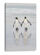 Una pareja de pingüinos enamorados - Joan Gil Raga | Cuadro decorativo de Canvas Lab