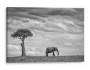 Soledad del elefante africano - Mario Moreno | Cuadro decorativo de Canvas Lab