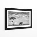 Soledad del elefante africano - Mario Moreno | Cuadro decorativo de Canvas Lab