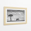 Soledad del elefante africano - Mario Moreno | Cuadro decorativo de Canvas Lab