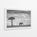Soledad del elefante africano - Mario Moreno | Cuadro decorativo de Canvas Lab