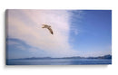 GAVIOTA SOLITARIA - Ángel Barraza Ramírez | Cuadro decorativo de Canvas Lab