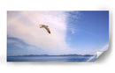 GAVIOTA SOLITARIA - Ángel Barraza Ramírez | Cuadro decorativo de Canvas Lab