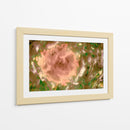 Rosa abstracta en el campo - FErB | Cuadro decorativo de Canvas Lab
