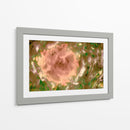 Rosa abstracta en el campo - FErB | Cuadro decorativo de Canvas Lab