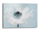 Anémona blanca y translúcida de ensueño - Jacky Parker | Cuadro decorativo de Canvas Lab