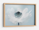Anémona blanca y translúcida de ensueño - Jacky Parker | Cuadro decorativo de Canvas Lab