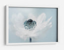 Anémona blanca y translúcida de ensueño - Jacky Parker | Cuadro decorativo de Canvas Lab