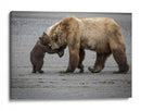 Abrazo de mamá osa - Renee Doyle | Cuadro decorativo de Canvas Lab