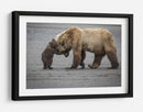 Abrazo de mamá osa - Renee Doyle | Cuadro decorativo de Canvas Lab