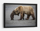 Abrazo de mamá osa - Renee Doyle | Cuadro decorativo de Canvas Lab