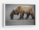 Abrazo de mamá osa - Renee Doyle | Cuadro decorativo de Canvas Lab