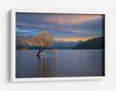 Árbol solitario de Wanaka - Renee Doyle | Cuadro decorativo de Canvas Lab