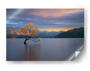 Árbol solitario de Wanaka - Renee Doyle | Cuadro decorativo de Canvas Lab