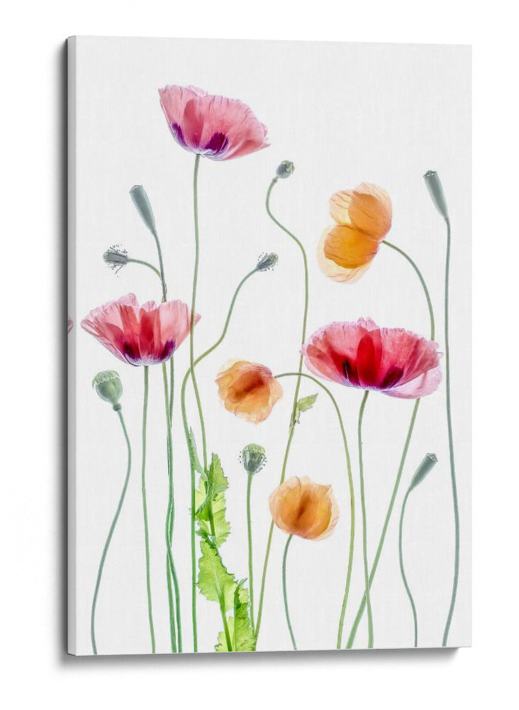 Amapolas color pastel - Mandy Disher | Cuadro decorativo de Canvas Lab