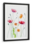 Amapolas color pastel - Mandy Disher | Cuadro decorativo de Canvas Lab