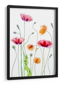 Amapolas color pastel - Mandy Disher | Cuadro decorativo de Canvas Lab