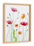 Amapolas color pastel - Mandy Disher | Cuadro decorativo de Canvas Lab