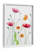 Amapolas color pastel - Mandy Disher | Cuadro decorativo de Canvas Lab