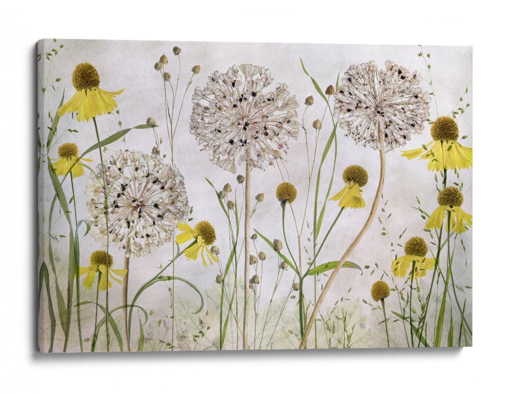 Alliums y heleniums - Mandy Disher | Cuadro decorativo de Canvas Lab