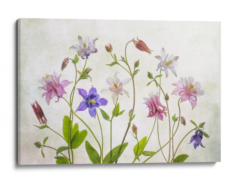 Aguileña floración - Mandy Disher | Cuadro decorativo de Canvas Lab