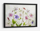 Aguileña floración - Mandy Disher | Cuadro decorativo de Canvas Lab