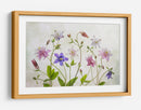 Aguileña floración - Mandy Disher | Cuadro decorativo de Canvas Lab