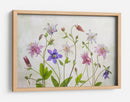 Aguileña floración - Mandy Disher | Cuadro decorativo de Canvas Lab