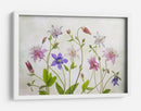 Aguileña floración - Mandy Disher | Cuadro decorativo de Canvas Lab