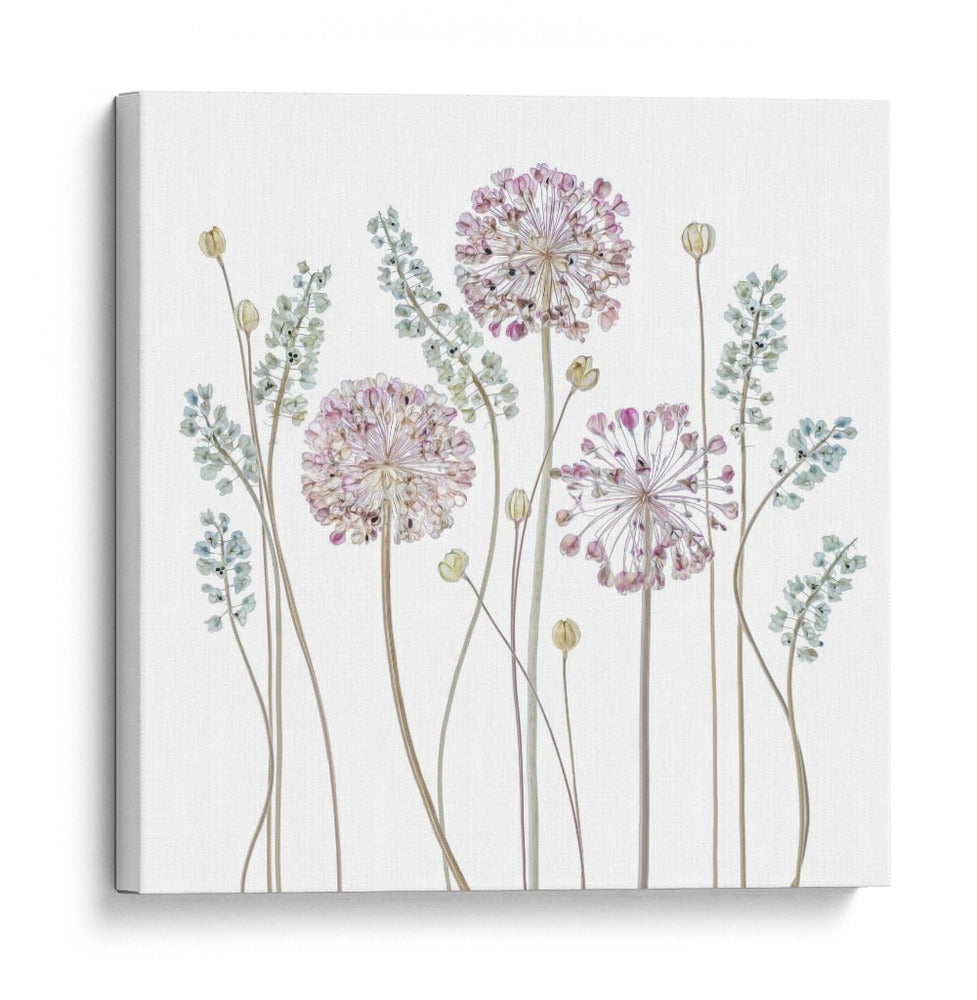 Allium ascendente - Mandy Disher | Cuadro decorativo de Canvas Lab