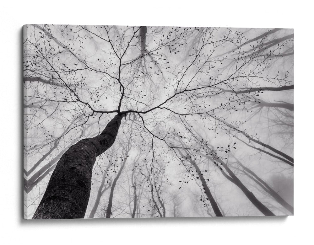 Árbol sinuoso en la niebla - Tom Pavlasek | Cuadro decorativo de Canvas Lab
