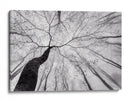 Árbol sinuoso en la niebla - Tom Pavlasek | Cuadro decorativo de Canvas Lab