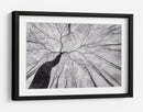 Árbol sinuoso en la niebla - Tom Pavlasek | Cuadro decorativo de Canvas Lab