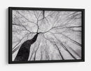 Árbol sinuoso en la niebla - Tom Pavlasek | Cuadro decorativo de Canvas Lab