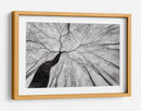 Árbol sinuoso en la niebla - Tom Pavlasek | Cuadro decorativo de Canvas Lab