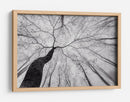 Árbol sinuoso en la niebla - Tom Pavlasek | Cuadro decorativo de Canvas Lab
