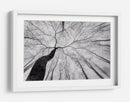 Árbol sinuoso en la niebla - Tom Pavlasek | Cuadro decorativo de Canvas Lab