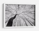 Árbol sinuoso en la niebla - Tom Pavlasek | Cuadro decorativo de Canvas Lab